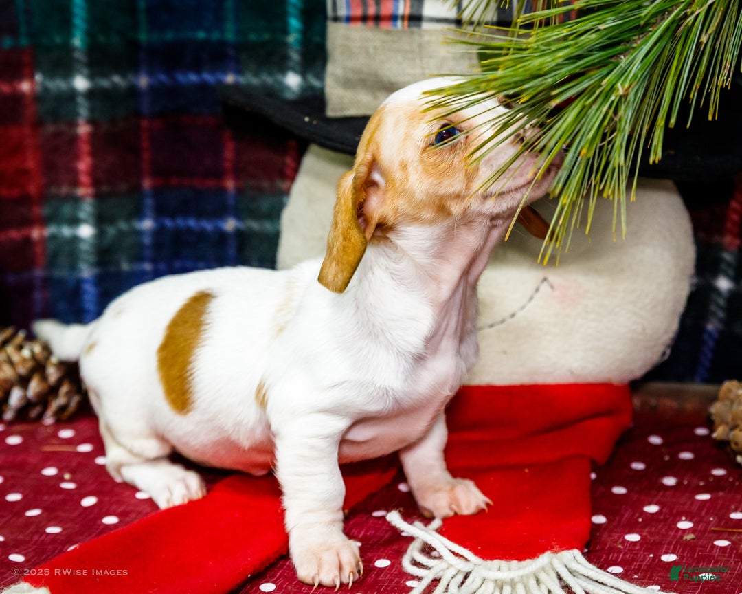 Miniature Dachshund dogs for sale: Sadie - Ad 2