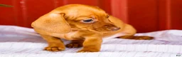 Miniature Dachshund dogs for sale: Brenda - Ad 4