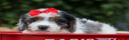 Cavapoo dogs for sale: Prince💙 - Ad 18