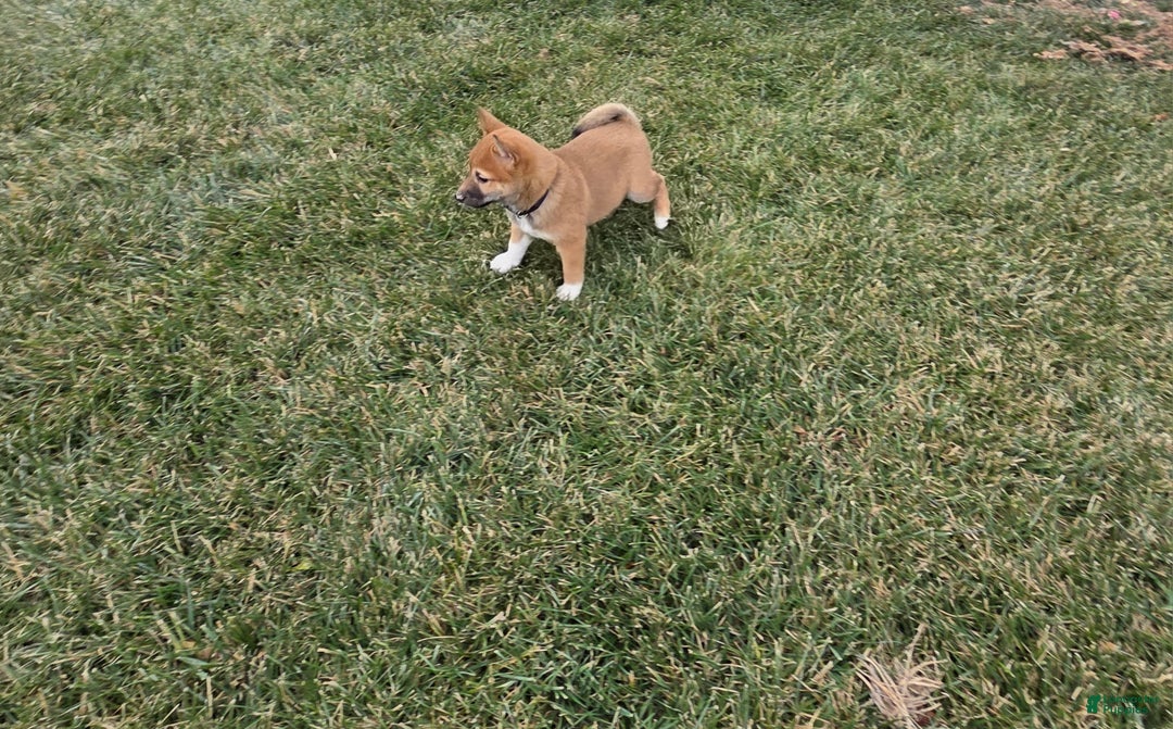 Shiba Inu dogs for sale: Leo - Ad 2