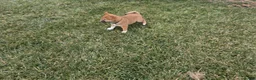 Shiba Inu dogs for sale: Leo - Ad 2