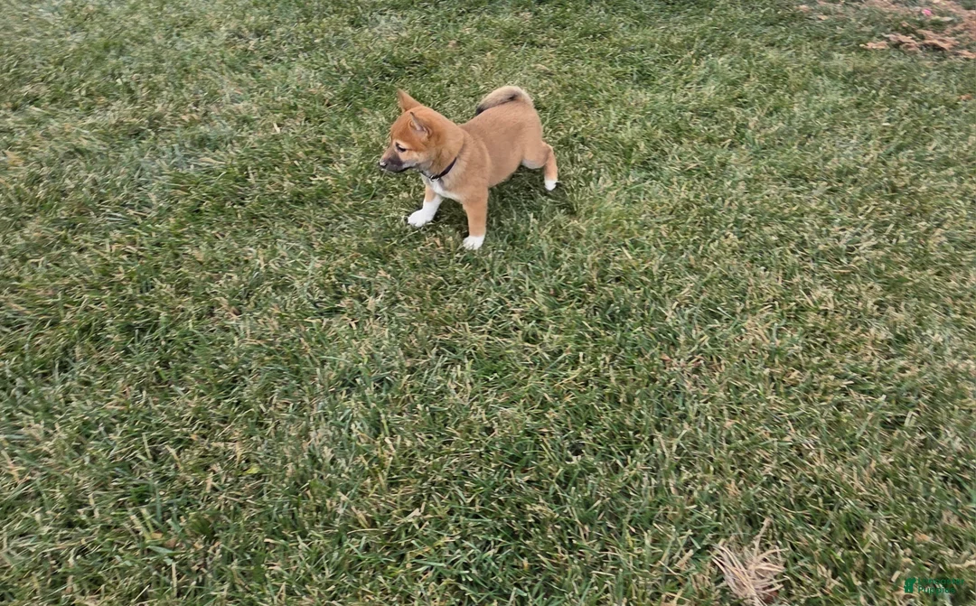 Shiba Inu dogs for sale: Leo - Ad 2