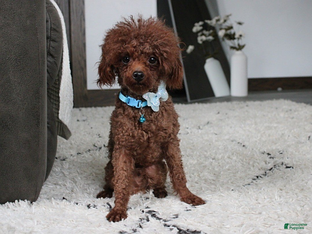 Bichpoo dogs for sale: Sammy - Ad 9