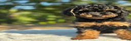 Yorkiepoo dogs for sale:  Coco - Ad 5
