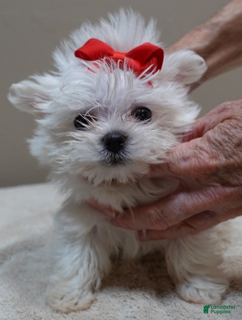 Maltese dogs 1.2 lbs - Ad 7