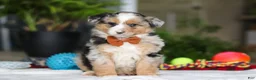 Australian Shepherd dogs for sale: Freckles - Ad 3
