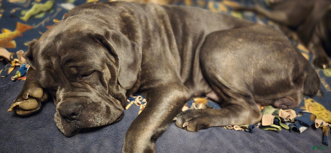 Cane Corso dogs for sale: Cane Corso Puppy 1 - Ad 14