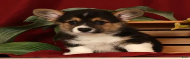 Jodi