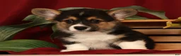 Welsh Corgi Pembroke dogs for sale: Jodi - Ad 1