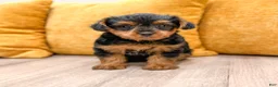 Yorkshire Terrier dogs for sale: Nova - Ad 7