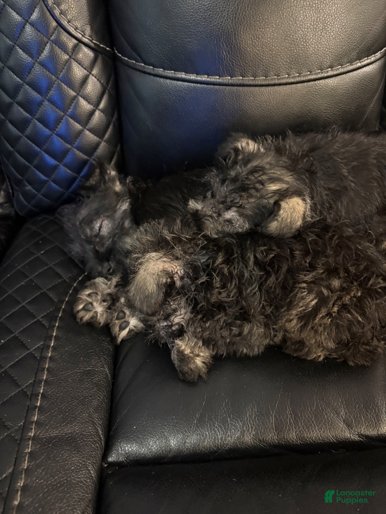 Miniature Schnauzer dogs for sale: Miniature Schnauzer Puppy 2 - Ad 5