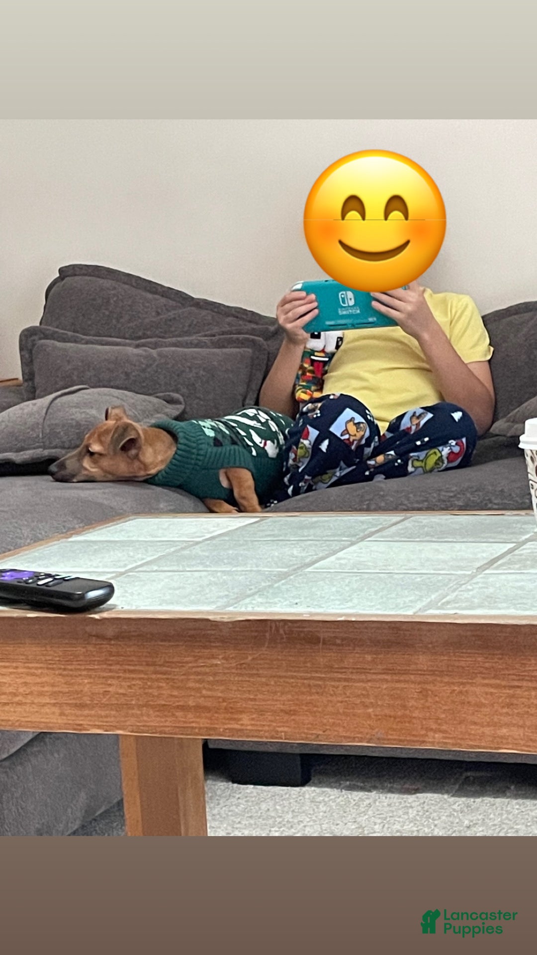 Chiweenie dogs for sale: Chiweenie Puppy 1 - Ad 3