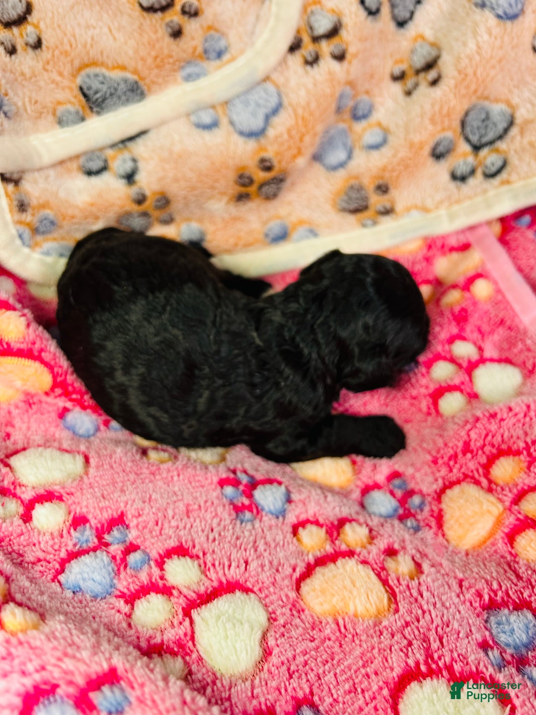 Cavapoo dogs for sale: Moon - Ad 4