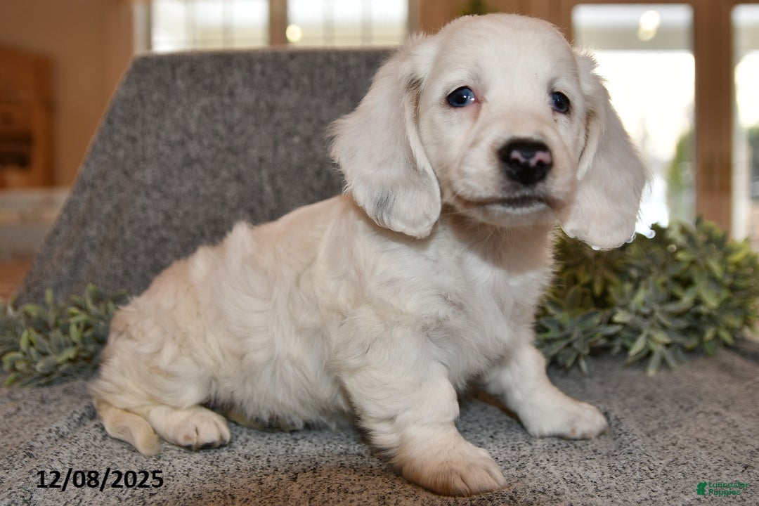 Miniature Dachshund dogs for sale: Noelle - Ad 3