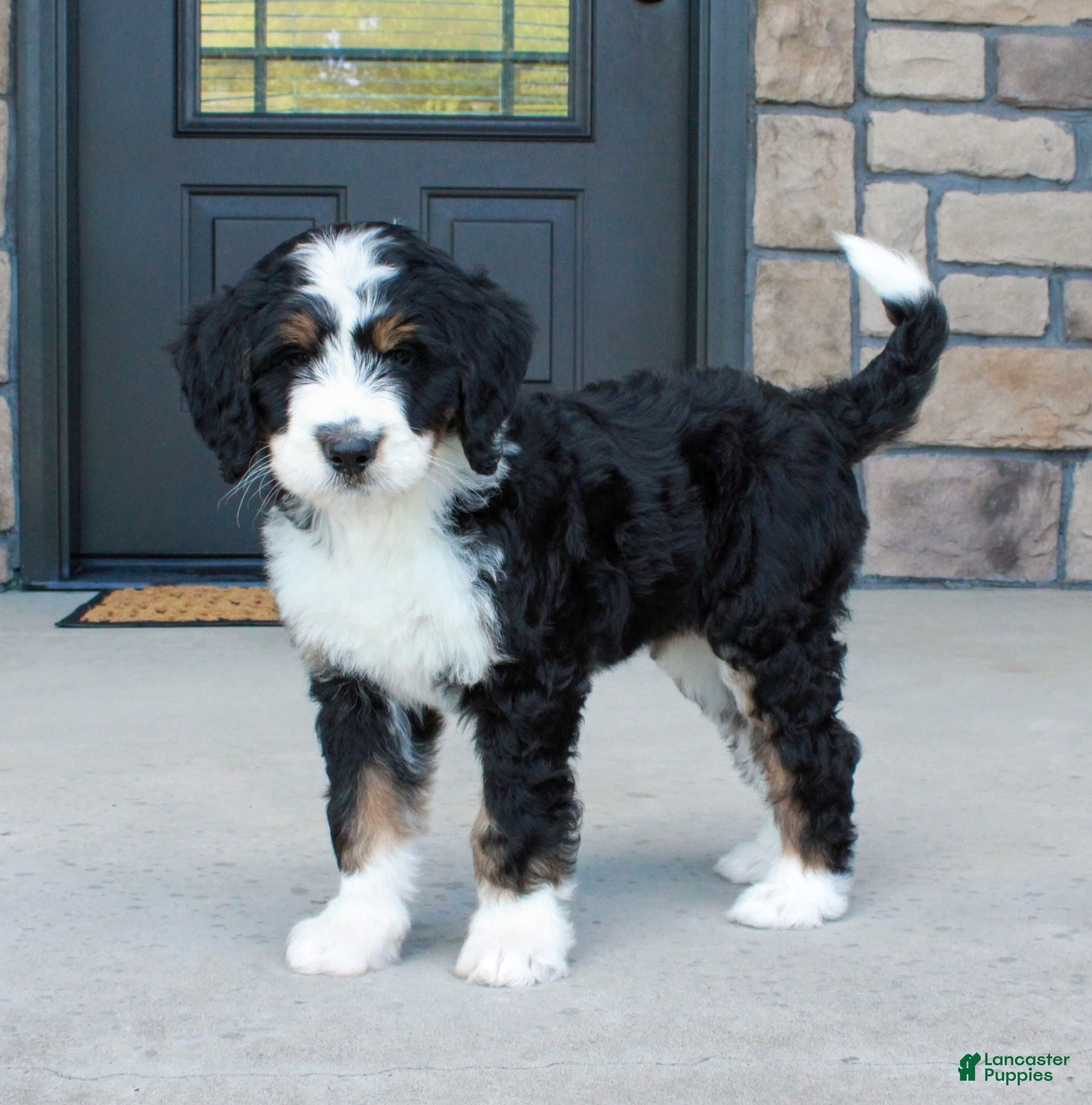 Bernedoodle dogs Willow - Ad 1