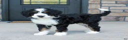 Bernedoodle dogs for sale: Willow - Ad 1
