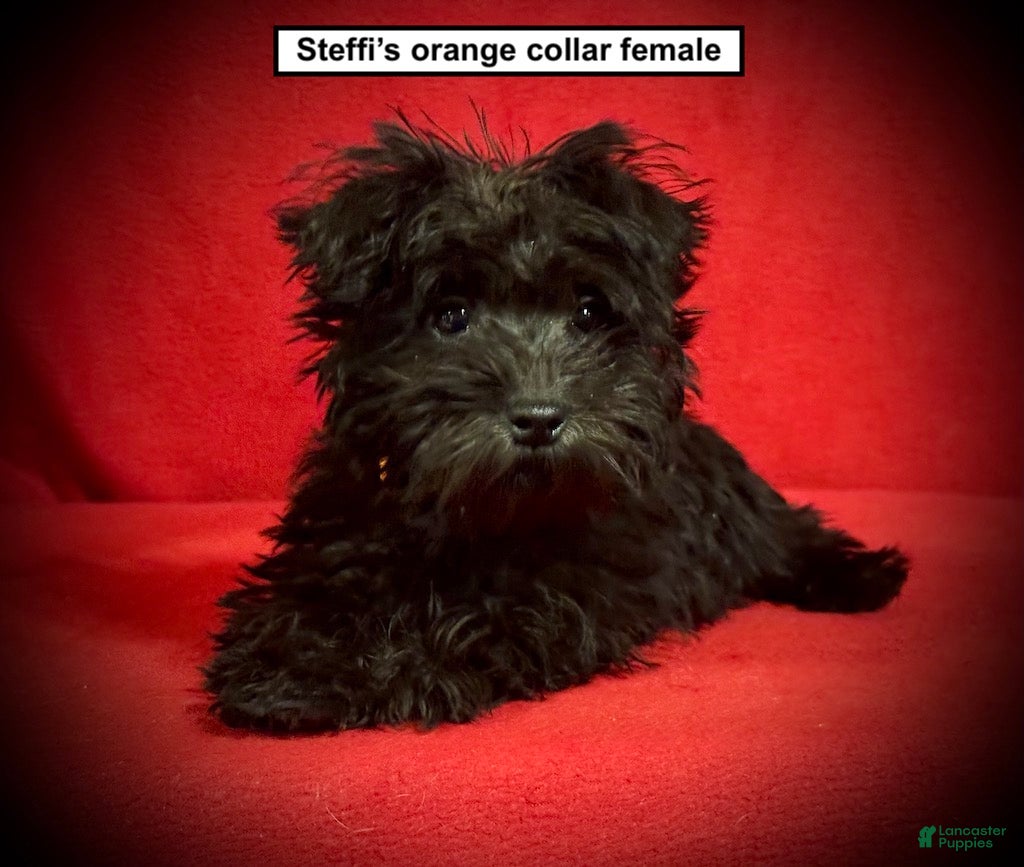 Miniature Schnauzer dogs AKC Steffi's Orange Collar Female - Ad 27