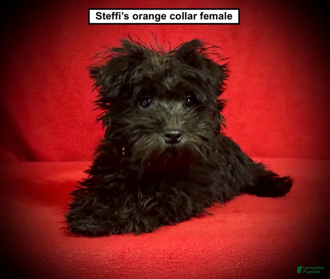 Miniature Schnauzer dogs for sale: AKC Steffi's Orange Collar Female - Ad 1