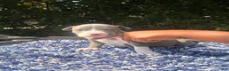 American Bully dogs for sale: Girly Pop - Ad 1