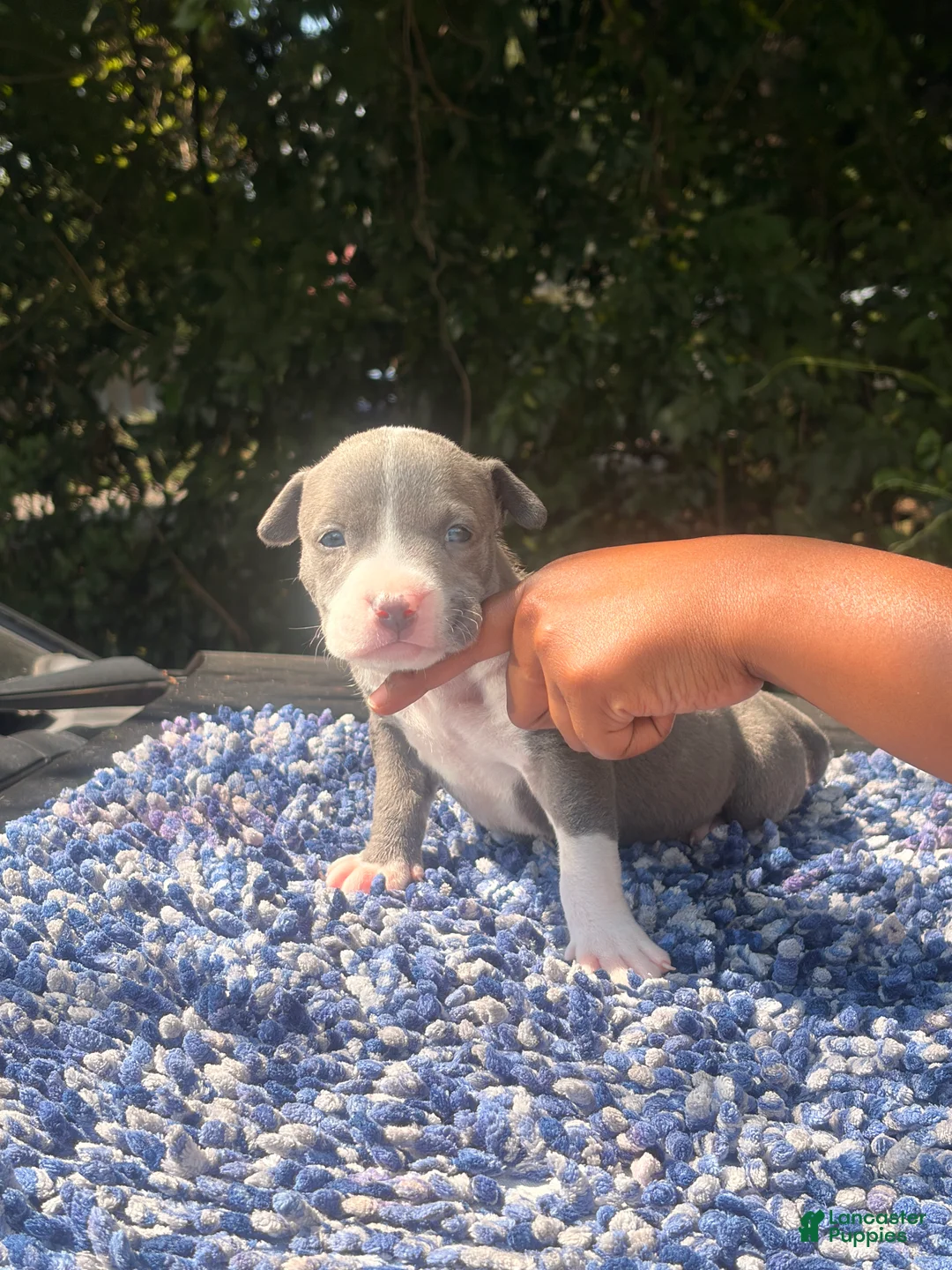 American Bully dogs for sale: Girly Pop - Ad 1