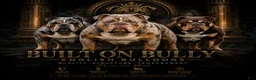 English Bulldog dogs for sale: English Bulldog 1 - Ad 5