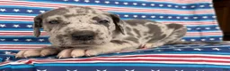 Great Dane dogs for sale: Petunia Great Dane  - Ad 8