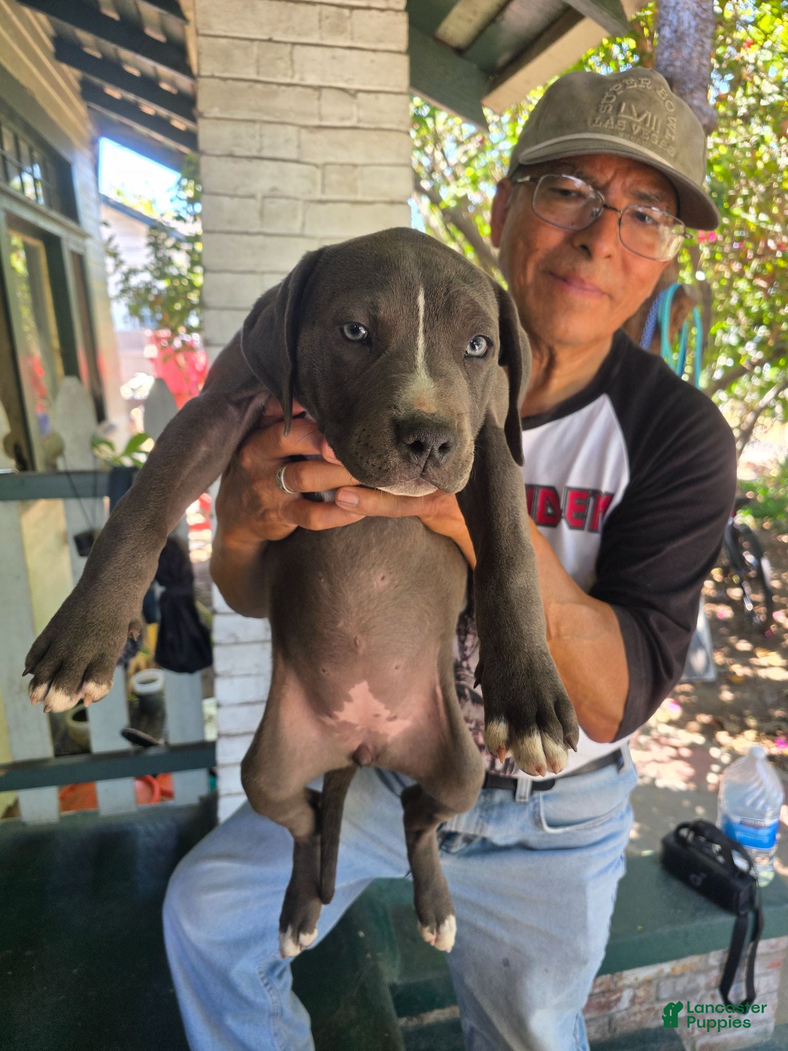 American Pit Bull Terrier dogs American Pit Bull Terrier 3 - Ad 1