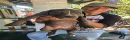 American Pit Bull Terrier dogs for sale: American Pit Bull Terrier 3 - Ad 1