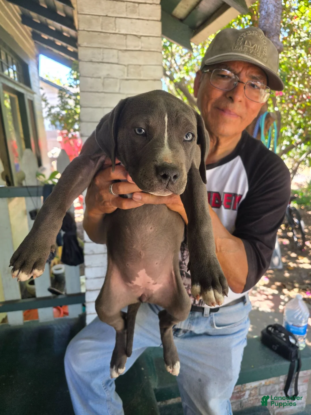 American Pit Bull Terrier dogs for sale: American Pit Bull Terrier 3 - Ad 1
