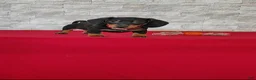 Miniature Dachshund dogs for sale: Tameron - Ad 3