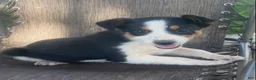 Mixed Breed dogs for sale: Misty  - Ad 3