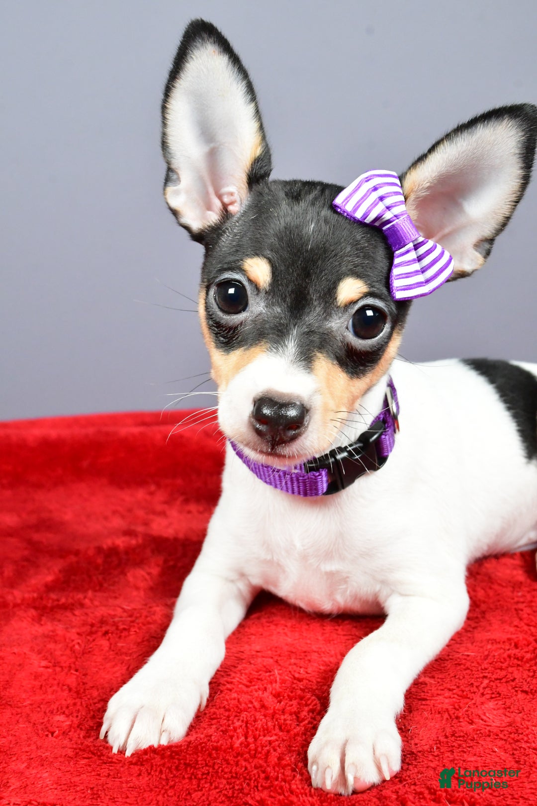 Toy Fox Terrier dogs for sale: Lucy - Ad 3