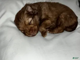 Pomsky dogs Pomsky Puppy 2 - Ad 9