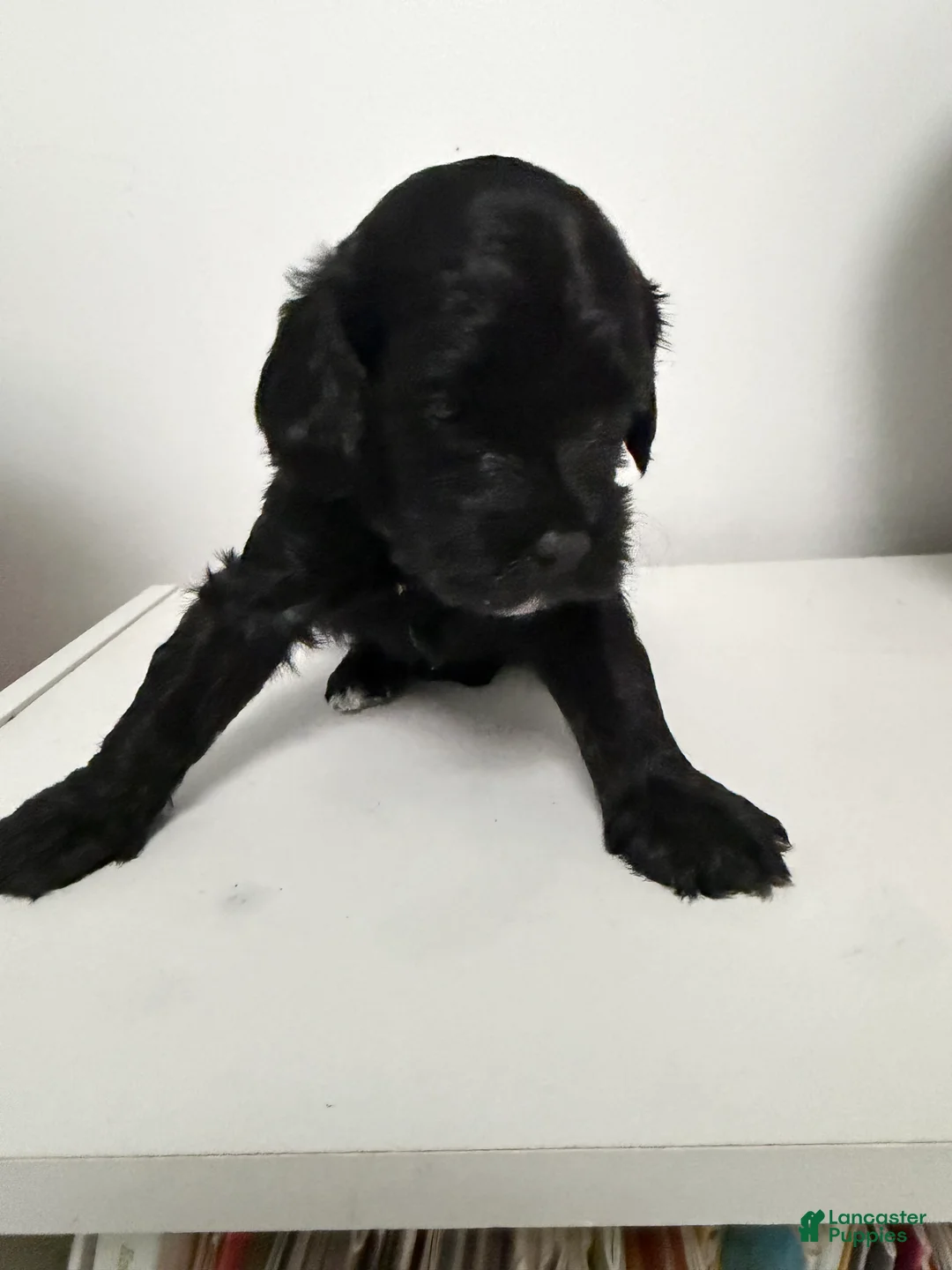 Mixed Breed dogs for sale: Galaxy  - Ad 1