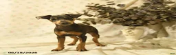 Miniature Pinscher dogs for sale: Phineas - Ad 2