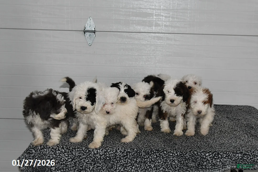 Mini Sheepadoodle dogs for sale: Olivia - Ad 5