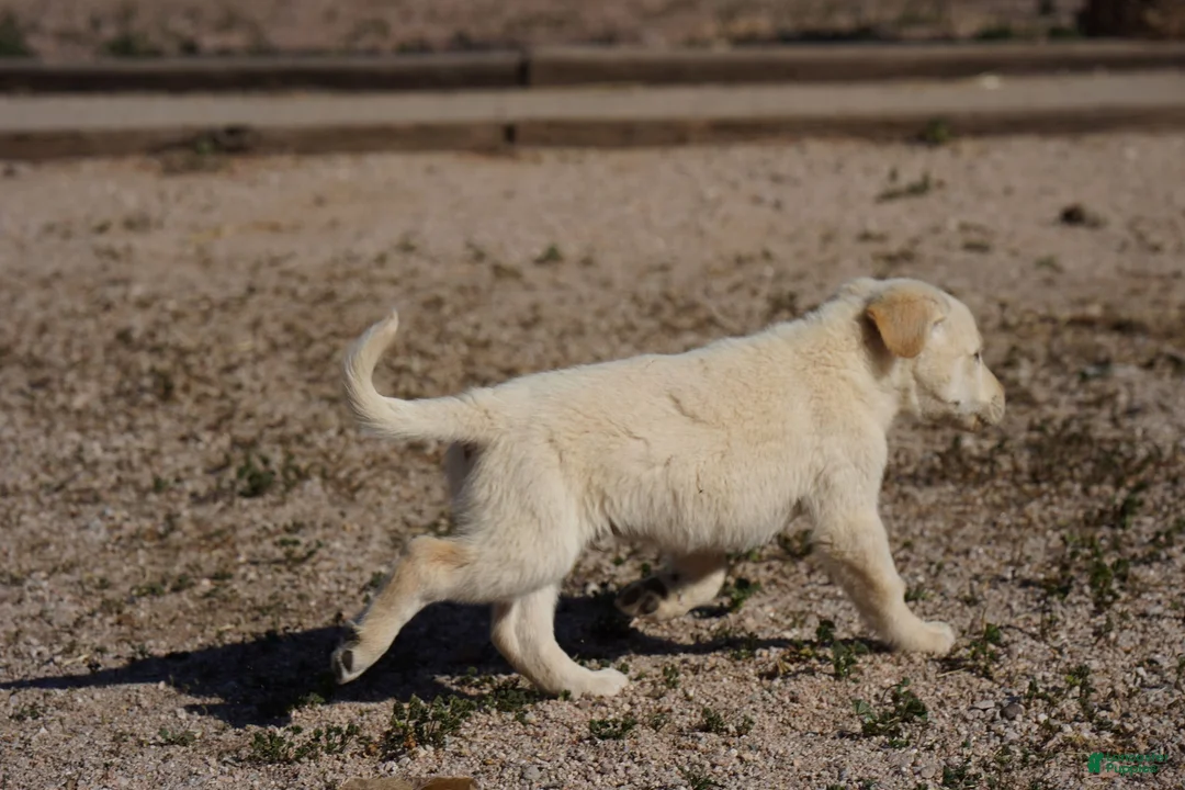 Mixed Breed dogs for sale: Toes M Lorek - Ad 11