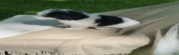 Mixed Breed dogs for sale: Pita - Ad 8