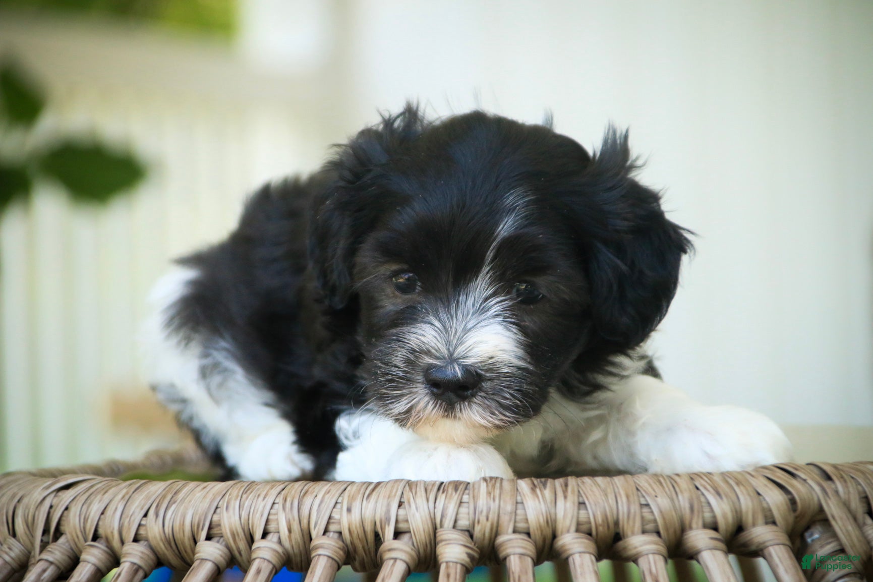 Havanese dogs Apollo Havanese  - Ad 2