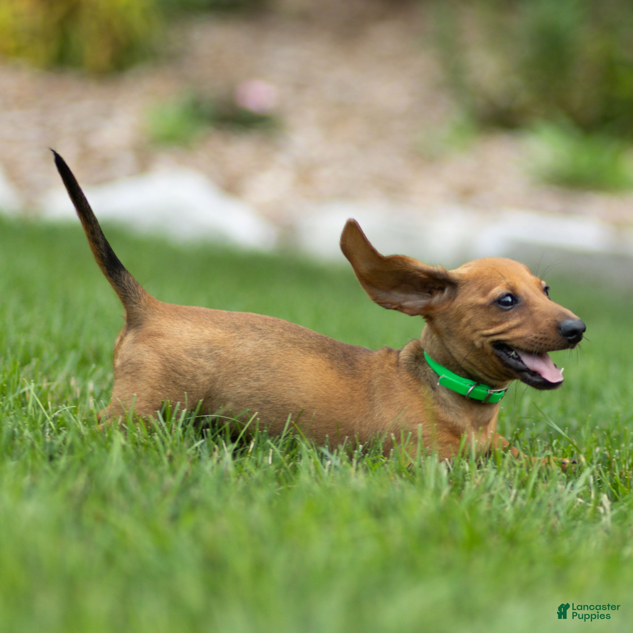 Miniature Dachshund dogs Mikey Miniature Dachshund  - Ad 2
