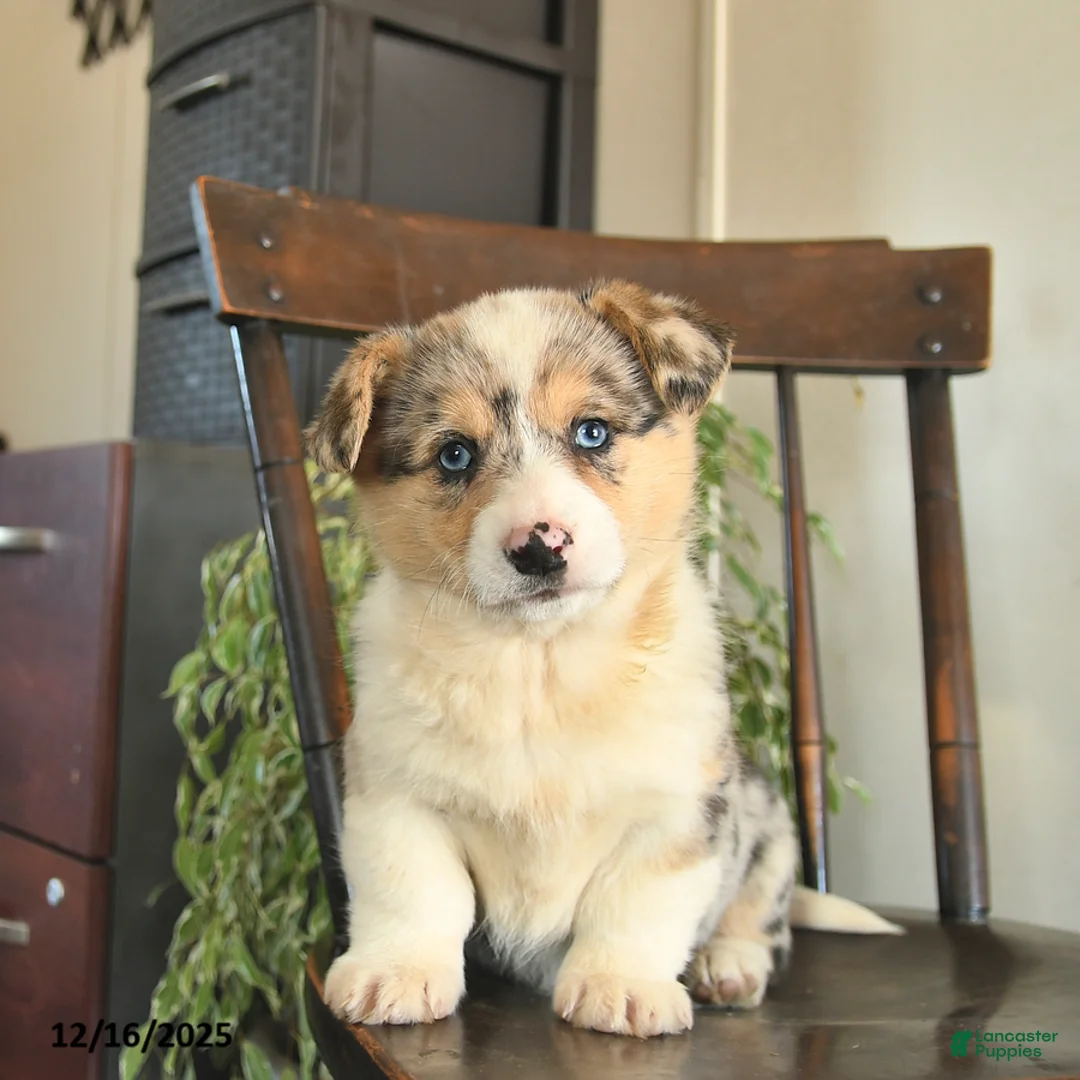 Welsh Corgi Pembroke dogs for sale: Millie  - Ad 2