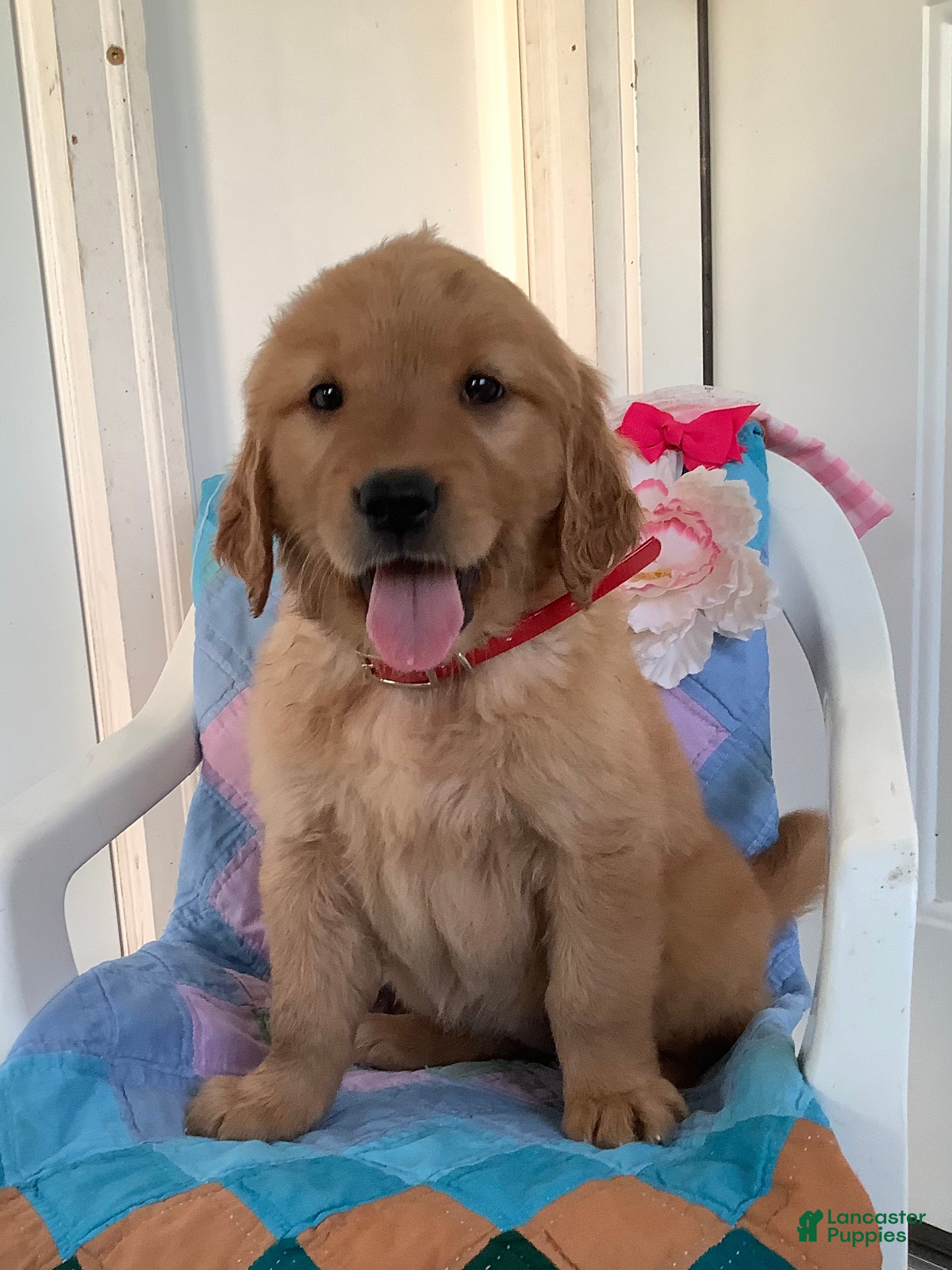 Golden Retriever dogs Golden Retriever Kallie  - Ad 1