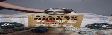 Shih Tzu 1