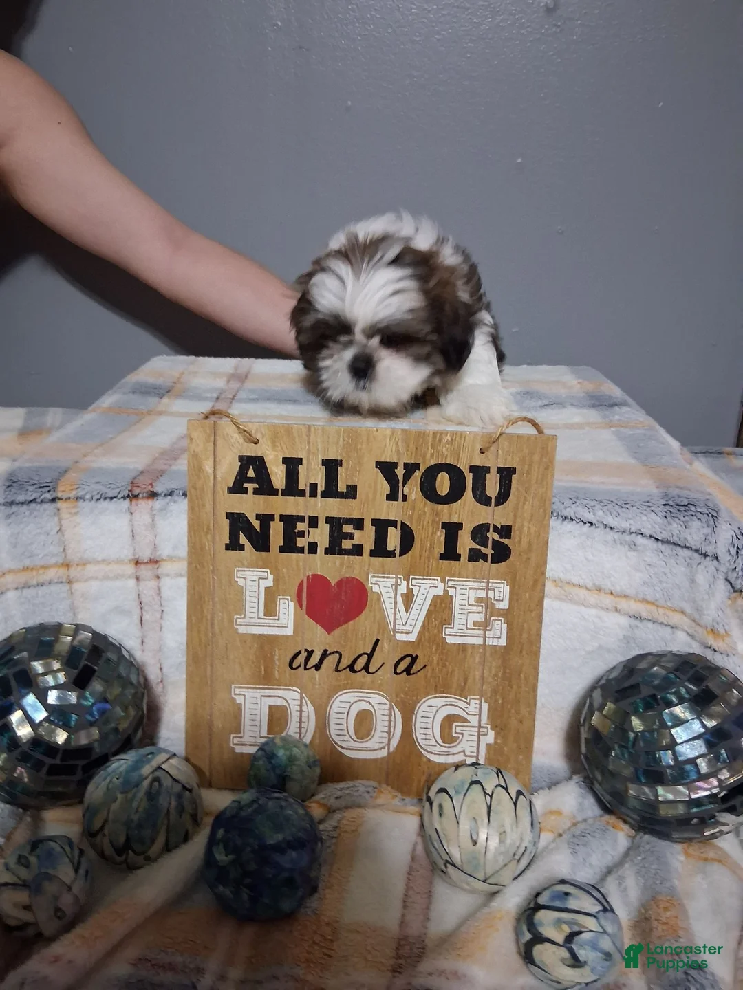 Shih Tzu dogs for sale: Shih Tzu 1 - Ad 1