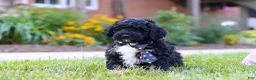 Bernedoodle dogs for sale: Denali - Ad 4