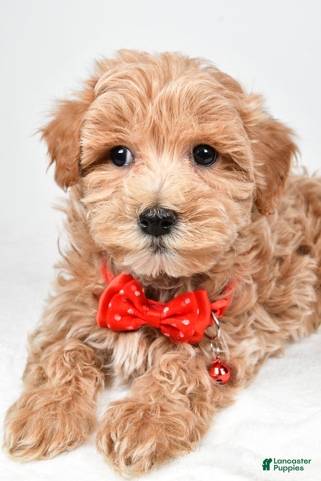 Maltipoo dogs for sale: Sparky - Ad 5