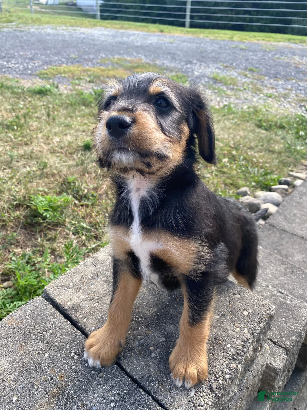 Mixed Breed dogs for sale: Otis - Ad 7