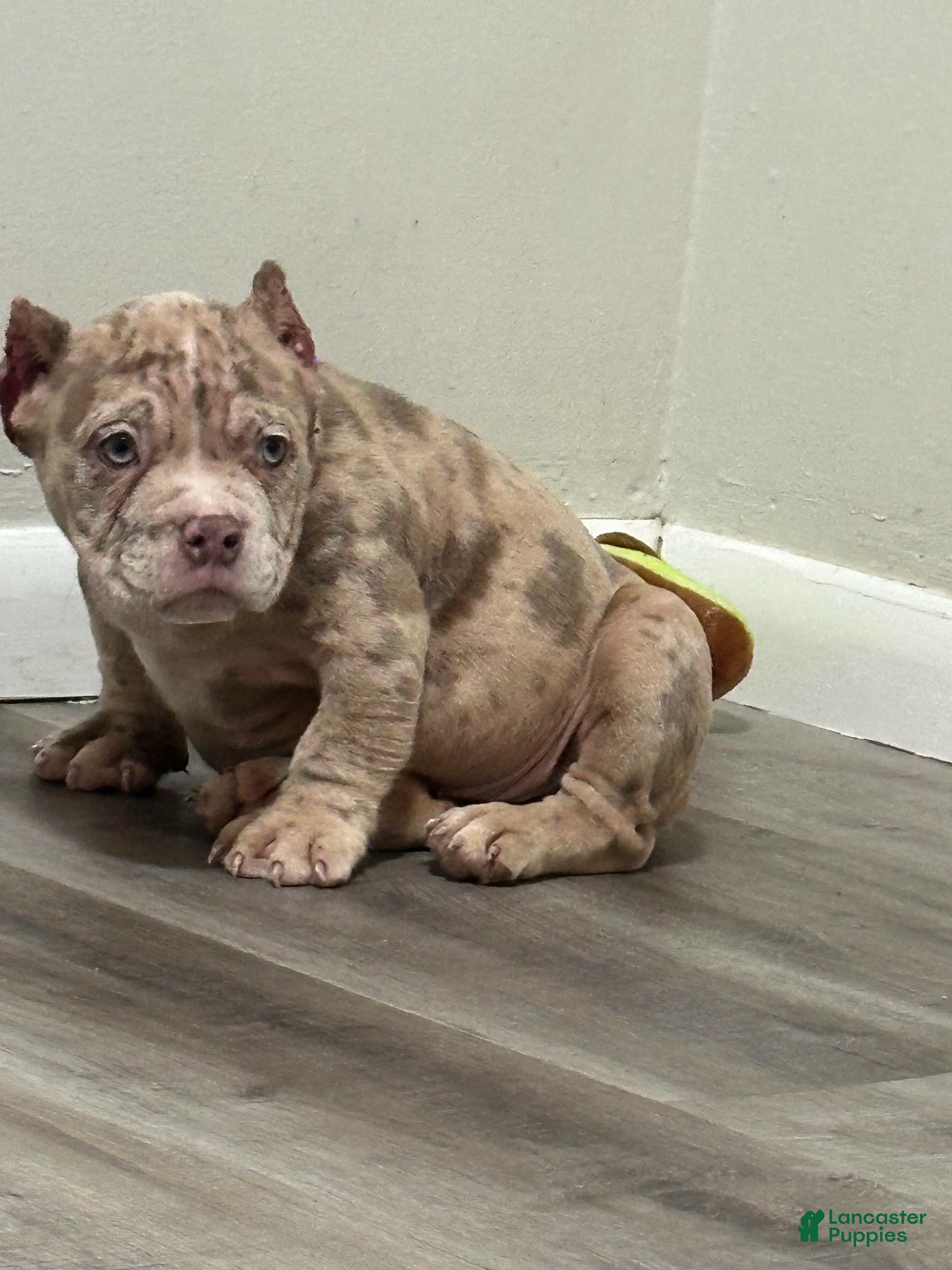 American Bully dogs Snow White ❄️  - Ad 30