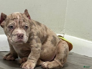 American Bully dogs Snow White ❄️ - Ad 30