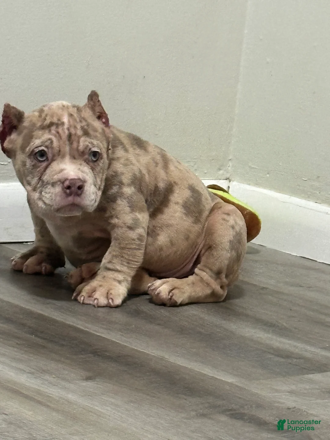 American Bully dogs for sale: Snow White ❄️  - Ad 2